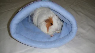Guinea Pig And  Other Cute And Cuddly Fur Baby Bedding