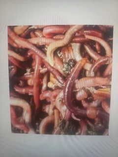Earthworms - Ad posted by PJ