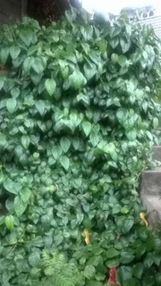 Beetle leaf plants on sale