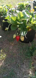 Strawberry  plants
