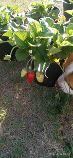 Strawberry plants  for sale