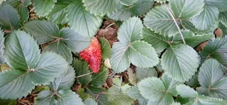 Strawberry plants  for sale