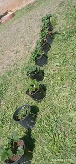 Strawberry plants  for sale