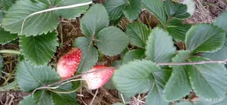Strawberry plants  for sale