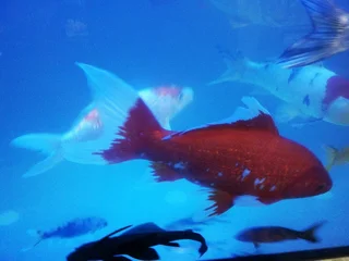 Comet 30cm Goldfish