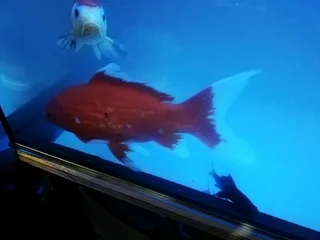 Comet 30cm Goldfish