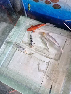 Koi For Sale