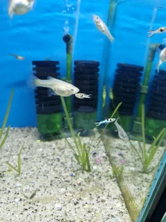 Jap Blue Endler Guppies