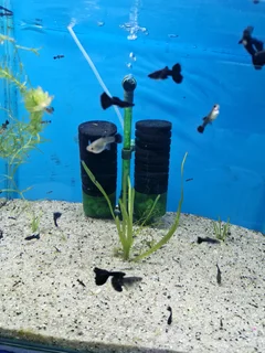 Black Moscow Guppies
