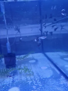 Black Metal Lace Guppies