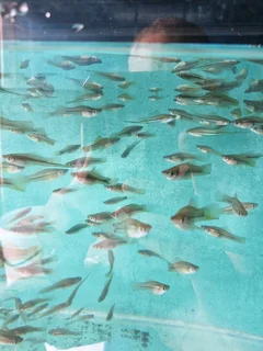 Swordtail Pairs For Sale