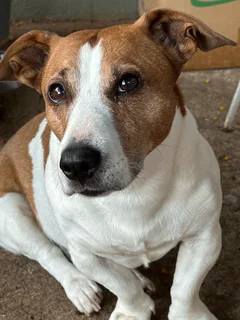 Jack Russel Terier ( male &amp; thoroughbred )
