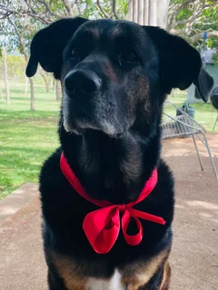 Mixed breed Labrador / Border / Alsatian breed