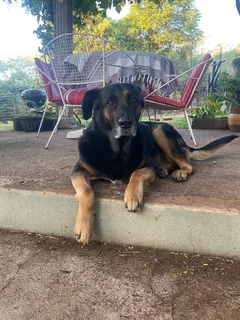 Mixed breed Labrador / Border / Alsatian breed