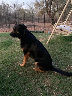 Mixed breed Labrador / Border / Alsatian breed