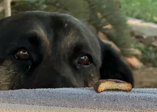 Mixed breed Labrador / Border / Alsatian breed