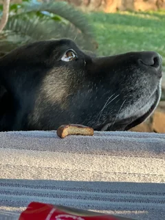 Mixed breed Labrador / Border / Alsatian breed