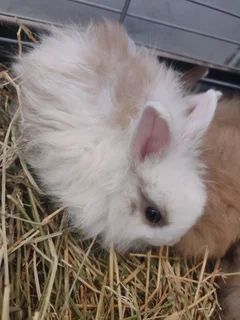 Jersey wooly rabbits