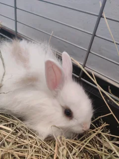 Jersey wooly rabbits