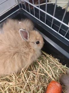 Jersey wooly rabbits