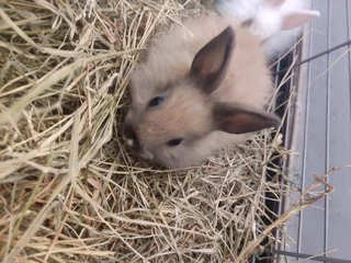 Jersey wooly rabbits