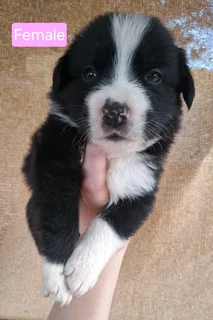 Border Collie Puppies / Skaaphondjies R3500