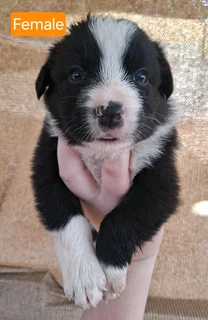 Border Collie Puppies / Skaaphondjies R3500
