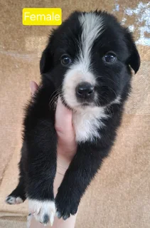 Border Collie Puppies / Skaaphondjies R3500