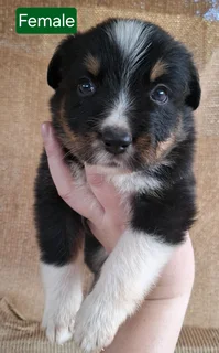 Border Collie Puppies / Skaaphondjies R3500