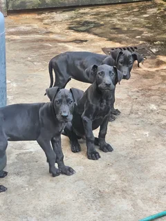 Adorable Great Dane Puppies