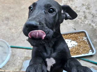 Purebred Great Dane Love