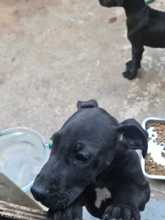 Purebred Great Dane Love