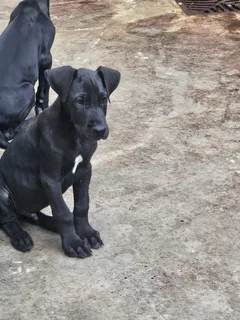 Purebred Great Dane Love