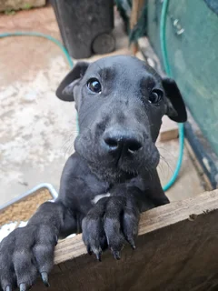 Purebred Great Dane Love