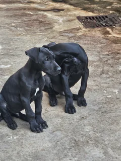 Purebred Great Dane Puppy left
