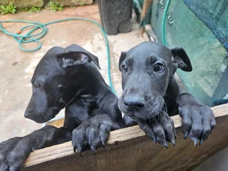 Purebred Great Dane Puppy left