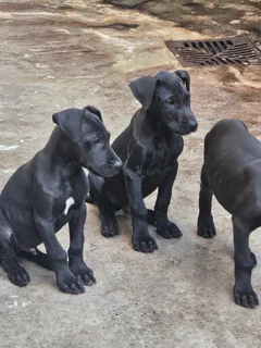 Purebred Great Dane Puppy left
