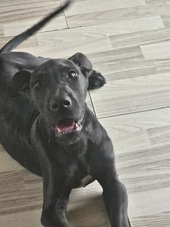 Great Dane Puppy Purebred