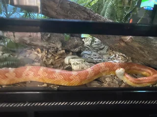 Large corn snake only, Terrarium not included