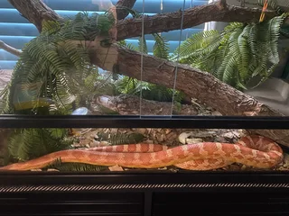 Large corn snake only, Terrarium not included