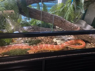 Large corn snake only, Terrarium not included