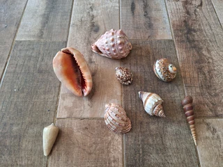 Sea Shells