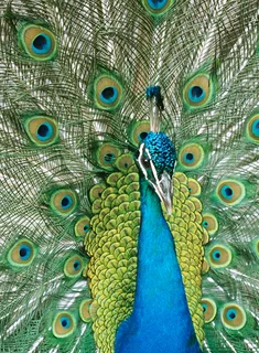 Pecock chicks for sale