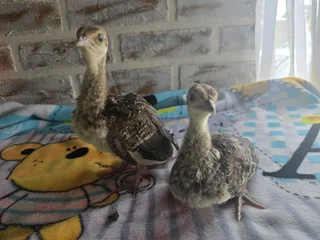 Pecock chicks for sale
