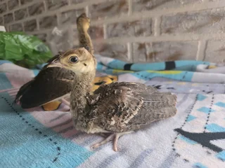 Pecock chicks for sale