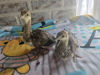 Pecock chicks for sale