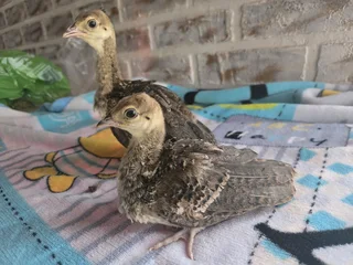 Pecock chicks for sale