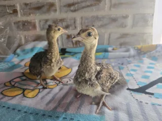 Pecock chicks for sale