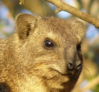 Dassie Traps