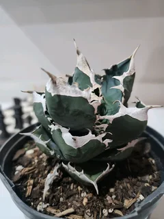 Agave Titanota Plants